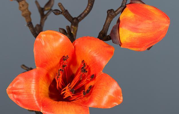 木棉花象征着什么？木棉花的花语和文化意义是什么？