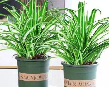 大盆深盆适合养什么花？有哪些植物推荐？