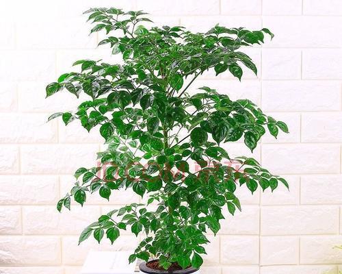 大盆深盆适合养什么花？有哪些植物推荐？