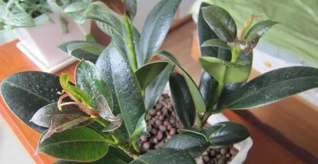 大盆适合种什么植物？如何选择适合大盆的植物？