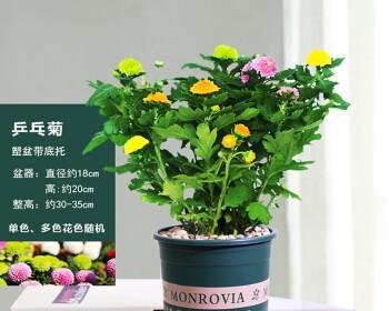 大盆适合养什么花？如何选择适合的花卉品种？