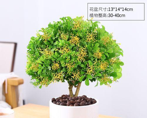 大盆适合养什么花？如何选择适合的花卉品种？