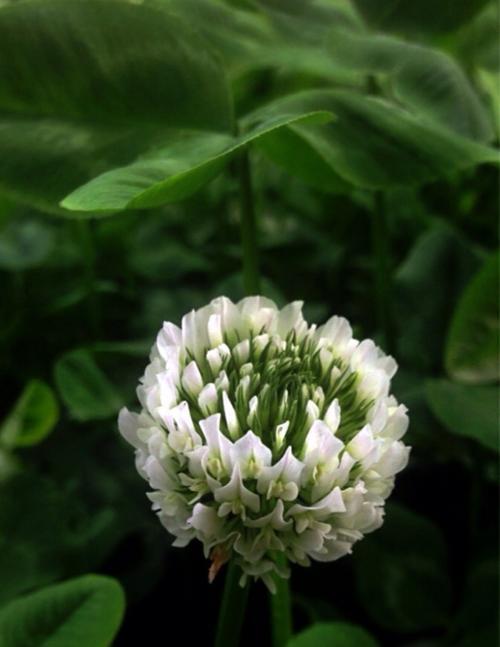 苜蓿花的花语是什么？如何解读苜蓿花的象征意义？