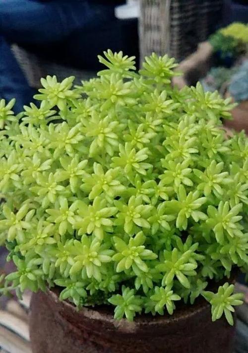 耐盐碱植物是什么意思？如何选择适合的耐盐碱植物？