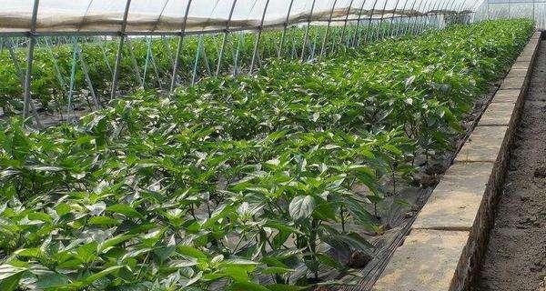 大棚辣椒种植技术与管理有哪些常见问题？如何有效解决？