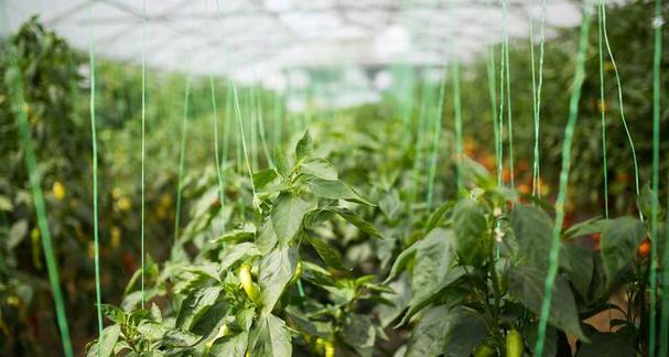 大棚辣椒种植技术与管理有哪些常见问题？如何有效解决？