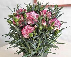 男朋友送康乃馨代表什么意思？康乃馨的花语有哪些？