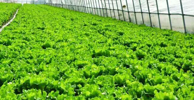 大棚蔬菜种植技术与管理常见问题有哪些？如何有效解决？