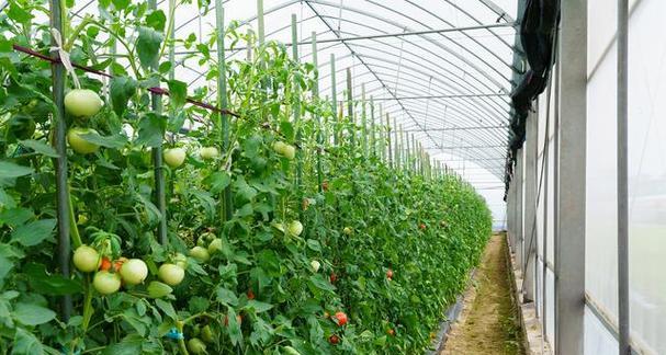大棚蔬菜种植技术与管理常见问题有哪些？如何有效解决？