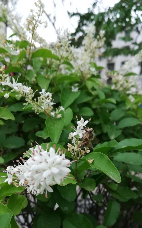 女贞花的花语是什么？了解女贞花的象征意义和用途？
