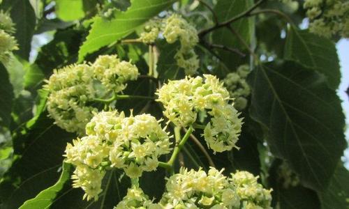 大青枣一年开几次花？如何促进其开花结果？
