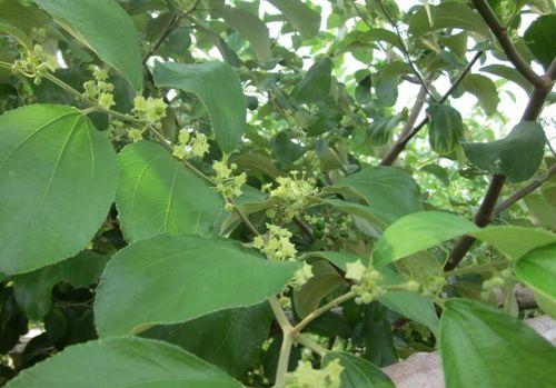 大青枣一年开几次花？如何促进其开花结果？