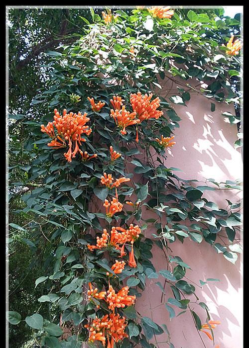 炮仗花的花语是什么？了解其象征意义及常见问题解答