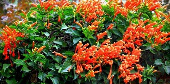 炮仗花的花语是什么？了解其象征意义及常见问题解答