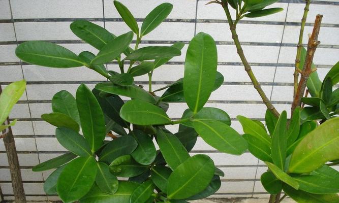 大树下适合种植哪些植物？如何选择合适的植物种类？