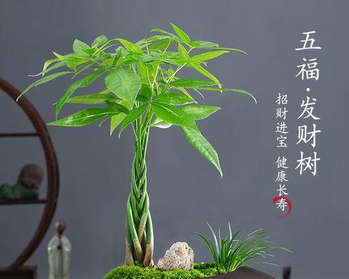 大树下适合种植哪些植物？如何选择合适的植物种类？