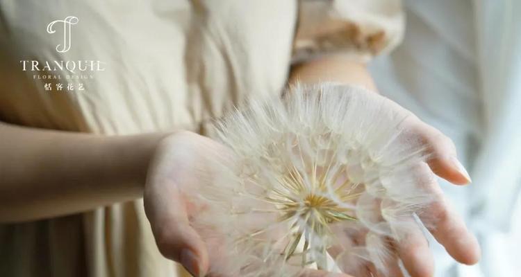 蒲公英在爱情中象征着什么？它的花语有哪些含义？