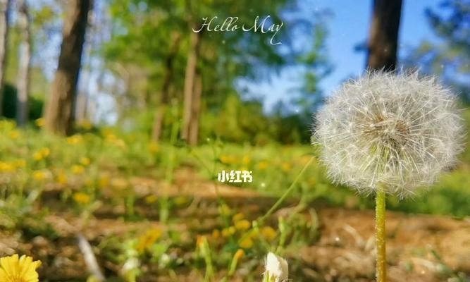 蒲公英在爱情中象征着什么？它的花语有哪些含义？