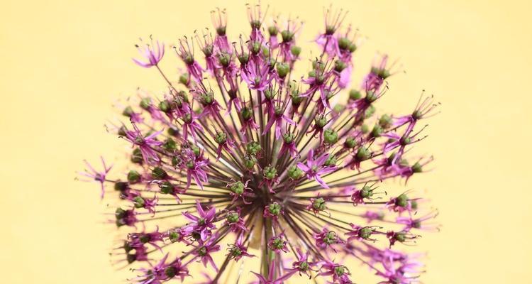 蒲公英在爱情中象征着什么？它的花语有哪些含义？