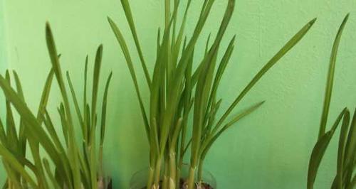 大蒜的最佳种植时间是什么时候？哪个季节种植最合适？