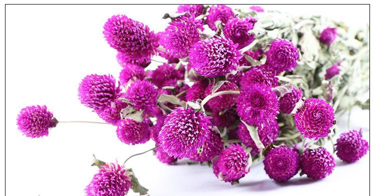 千日红的花语代表不朽吗？如何解读千日红的含义？
