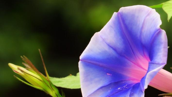 牵牛花的寓意和象征是什么？如何解读牵牛花的深层含义？