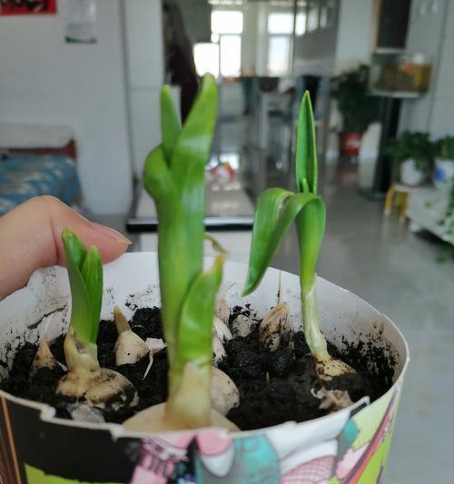 大蒜什么时候成熟？如何判断大蒜的最佳收获时间？
