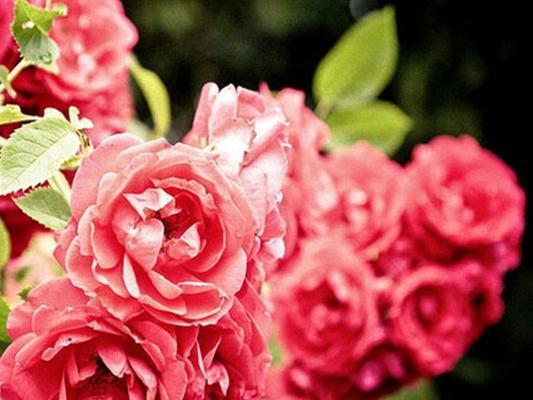 蔷薇花代表什么意思？蔷薇花的寓意有哪些常见误解？