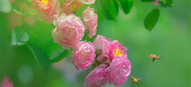 蔷薇花的花语是什么？不同颜色的蔷薇花代表什么含义？