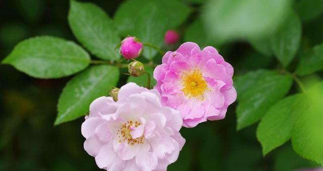 蔷薇花的花语是什么？不同颜色的蔷薇花代表什么含义？
