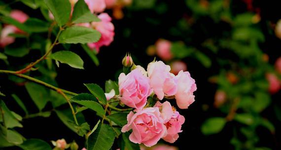 蔷薇花的花语是什么？不同颜色的蔷薇花代表什么含义？