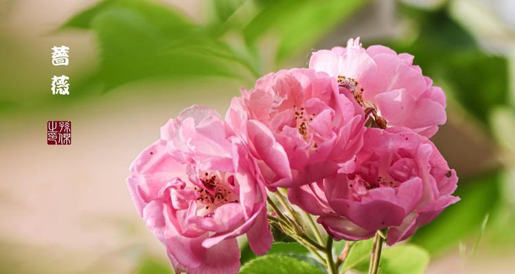 蔷薇花的寓意和象征是什么？如何解读其花语？