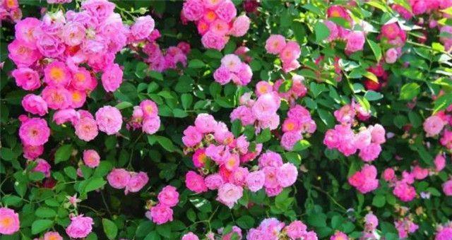 蔷薇花的寓意是什么？如何解读蔷薇花的象征意义？