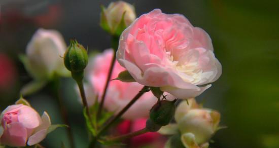蔷薇花的寓意是什么？如何解读蔷薇花的象征意义？
