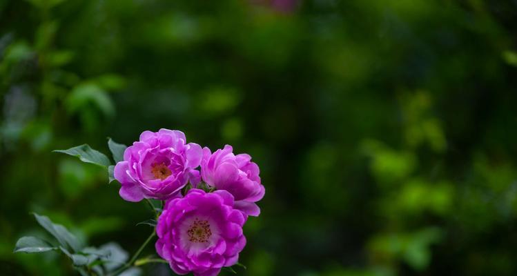 蔷薇花的寓意是什么？如何解读蔷薇花的象征意义？