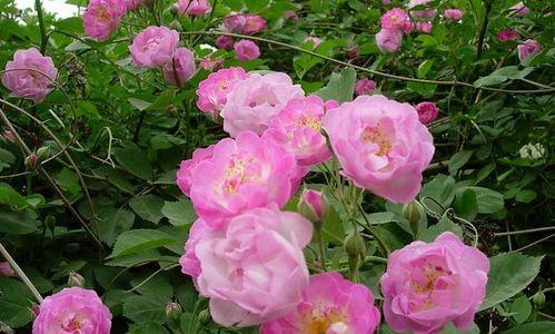 蔷薇花的寓意是什么？不同颜色的蔷薇花代表什么含义？