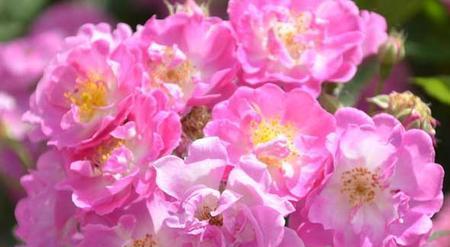 蔷薇花的寓意是什么？不同颜色的蔷薇花代表什么含义？