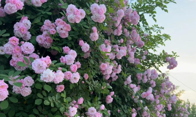 蔷薇花花语是什么？如何用蔷薇花表达爱意？