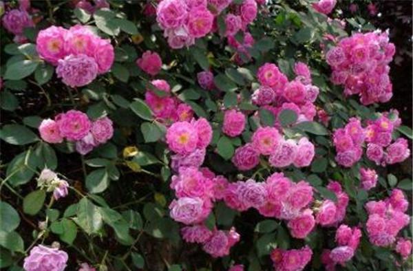 蔷薇花花语是什么？蔷薇花寓意有哪些常见问题解答？