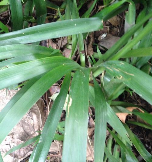大蒜属于单子叶植物吗？它的分类和特点是什么？