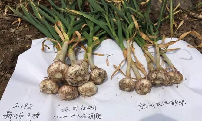 大蒜忌氯特性是什么？如何正确施肥？