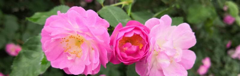 蔷薇花花语是什么？不同颜色的蔷薇代表什么含义？
