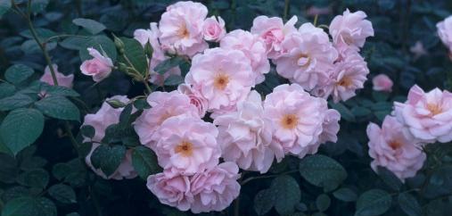 蔷薇花花语是什么？不同颜色的蔷薇代表什么含义？