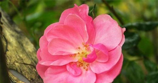 蔷薇花语是什么？不同颜色的蔷薇代表什么含义？