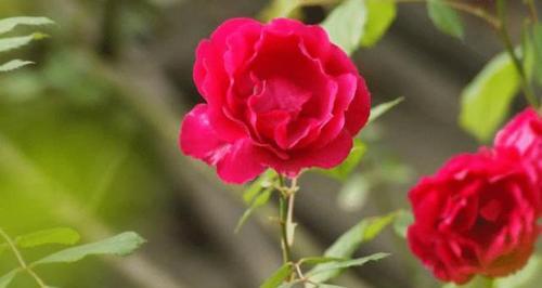 蔷薇花的寓意是什么？花语有哪些常见问题解答？