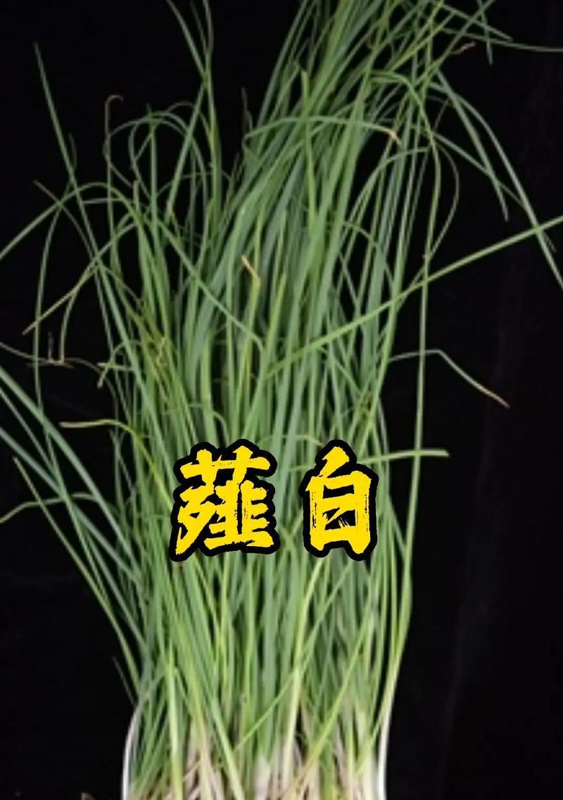 大蒜是什么植物？它有哪些健康益处和用途？