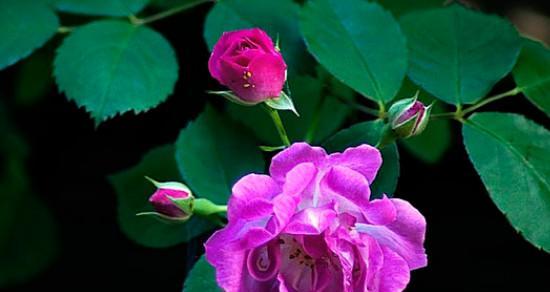 蔷薇花的寓意是什么？花语有哪些常见问题解答？