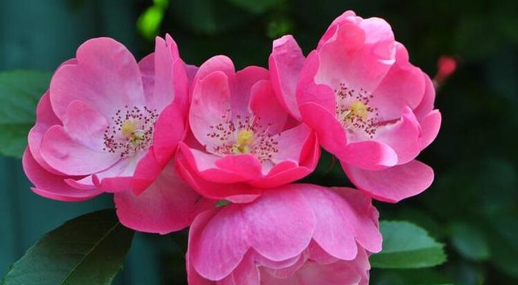 蔷薇花的寓意是什么？如何用花语文案表达爱意？