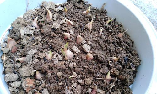 大蒜适合什么土壤种植？如何选择最佳种植地？