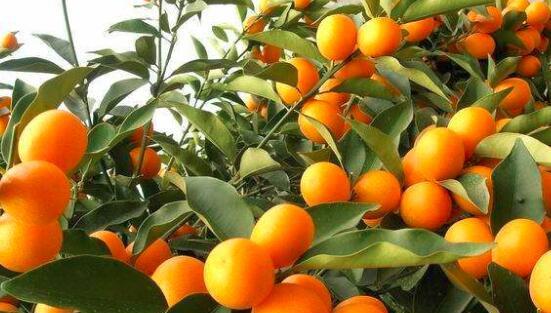 青柠花语是什么？青柠花代表的含义有哪些？